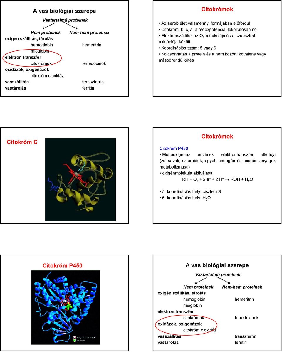 Koordinációs szám: 5 vagy 6 Kölcsönhatás a protein és a hem között: kovalens vagy másodrendű kötés itokróm itokrómok itokróm P450 Monooxigenáz enzimek