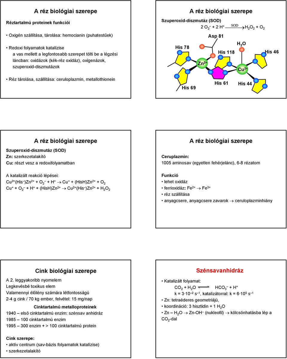 szállítása: ceruloplazmin, metallothionein is 69 is 61 is 44 A réz biológiai szerepe zuperoxid-diszmutáz (D) Zn: szerkezetalakító u: részt vesz a redoxifolyamatban A réz biológiai szerepe eruplazmin: