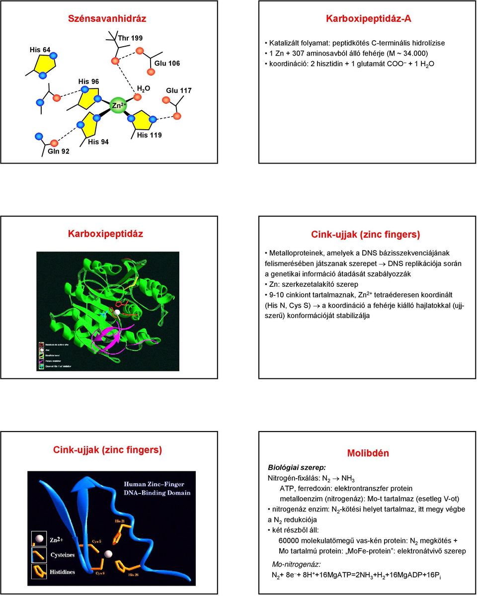 játszanak szerepet D replikációja során a genetikai információ átadását szabályozzák Zn: szerkezetalakító szerep 9-10 cinkiont tartalmaznak, Zn 2+ tetraéderesen koordinált (is, ys ) a koordináció a