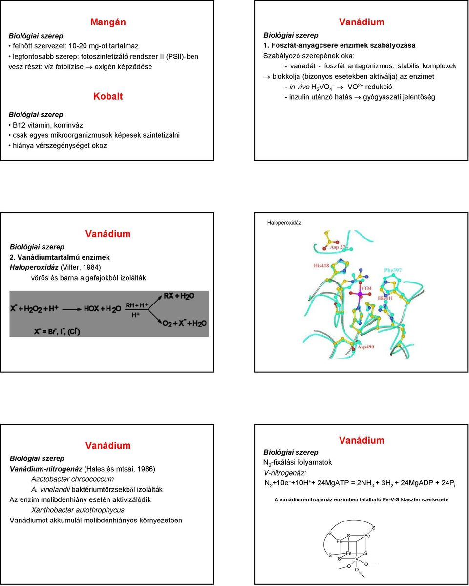 Foszfát-anyagcsere enzimek szabályozása zabályozó szerepének oka: - vanadát - foszfát antagonizmus: stabilis komplexek blokkolja (bizonyos esetekben aktiválja) az enzimet - in vivo 2 V 4 V 2+