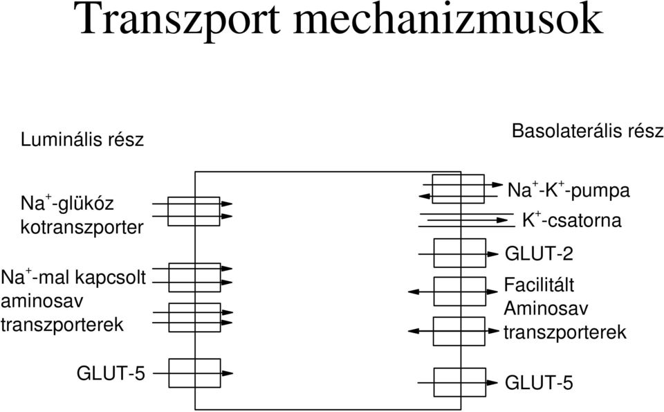 transzporterek GLUT-5 Basolaterális rész Na + -K +