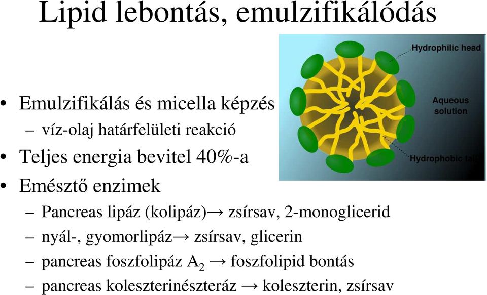 lipáz (kolipáz) zsírsav, 2-monoglicerid nyál-, gyomorlipáz zsírsav, glicerin