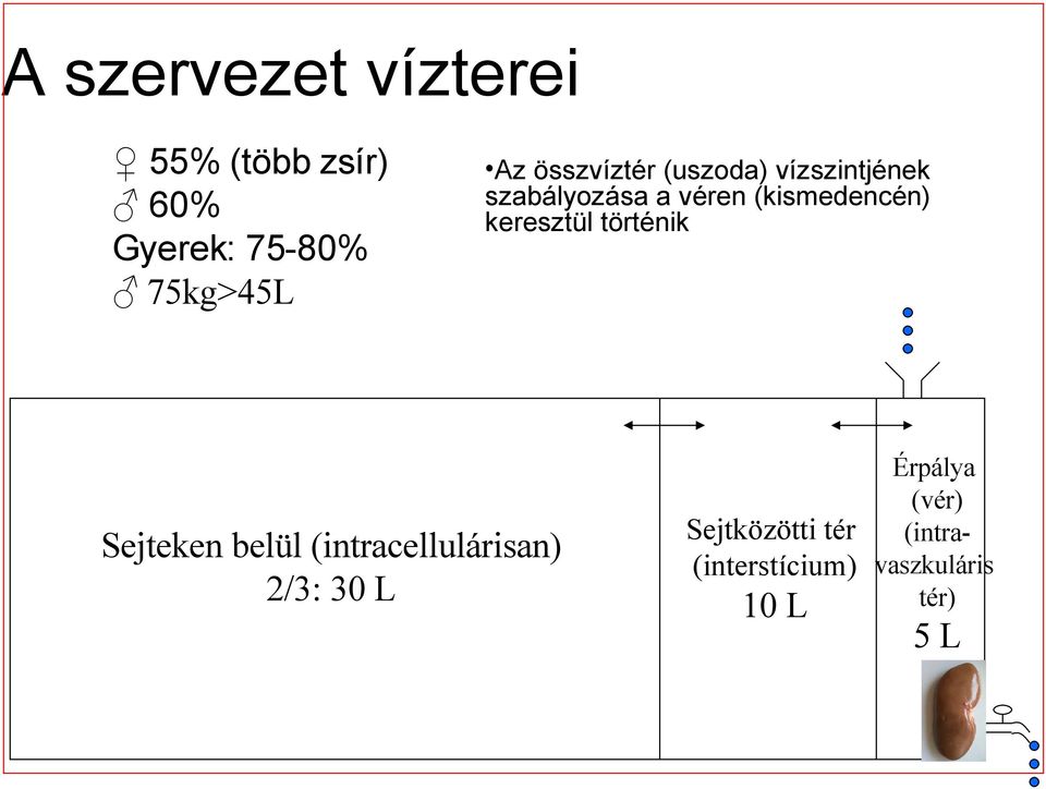 keresztül történik Sejteken belül (intracellulárisan) 2/3: 30 L