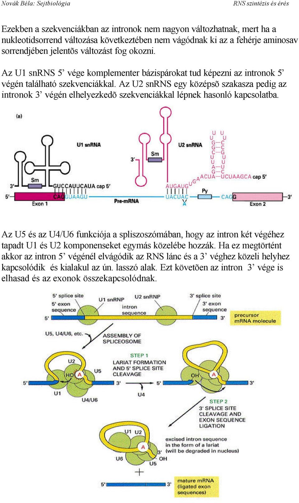 Az U2 snrns egy középsõ szakasza pedig az intronok 3 végén elhelyezkedõ szekvenciákkal lépnek hasonló kapcsolatba.