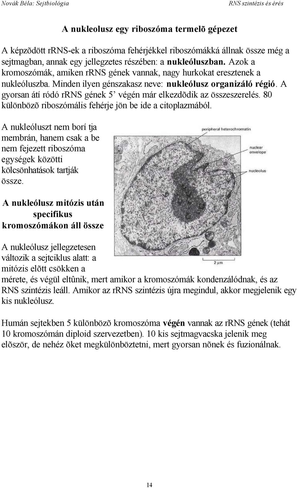 A gyorsan átíródó rrns gének 5 végén már elkezdõdik az összeszerelés. 80 különbözõ riboszómális fehérje jön be ide a citoplazmából.