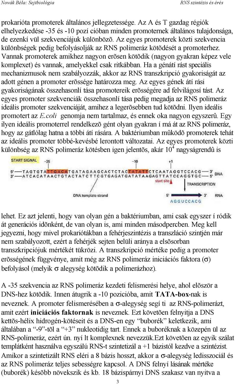 Vannak promoterek amikhez nagyon erõsen kötõdik (nagyon gyakran képez vele komplexet) és vannak, amelyekkel csak ritkábban.