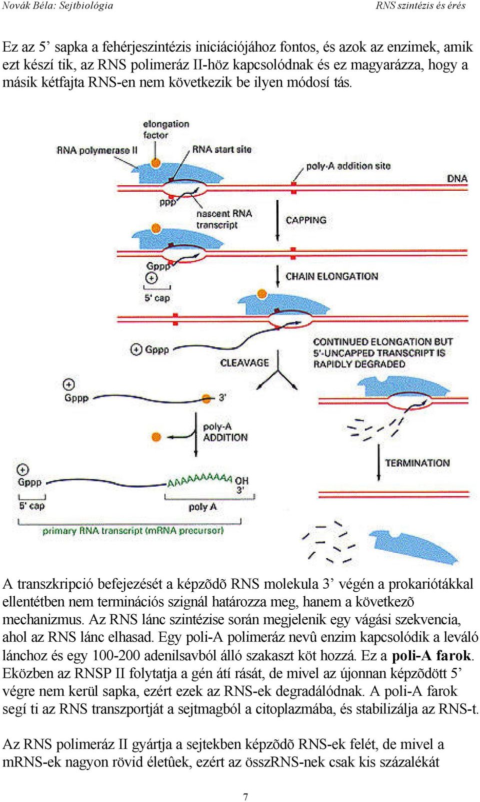 Az RNS lánc szintézise során megjelenik egy vágási szekvencia, ahol az RNS lánc elhasad.