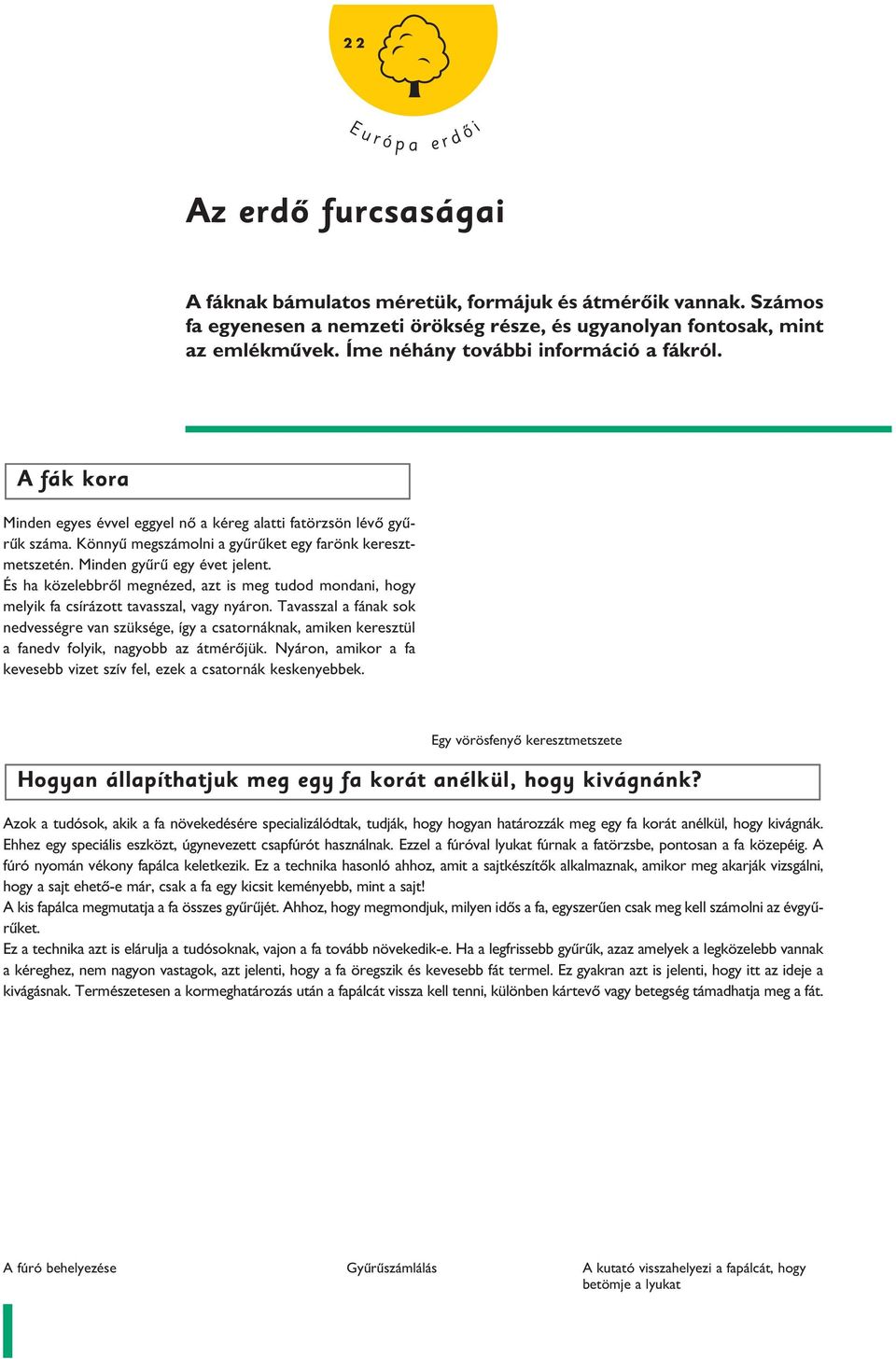 Mnden gyûrû egy évet jelent. És ha közelebbrôl megnézed, azt s meg tudod mondan, hogy melyk fa csírázott tavasszal, vagy nyáron.