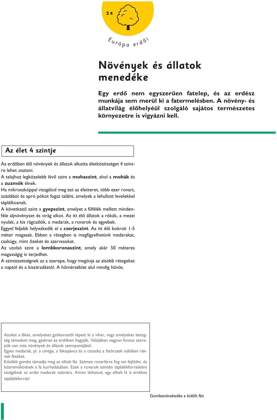 A talajhoz legközelebb lévô sznt a mohasznt, ahol a mohák és a zuzmók élnek.