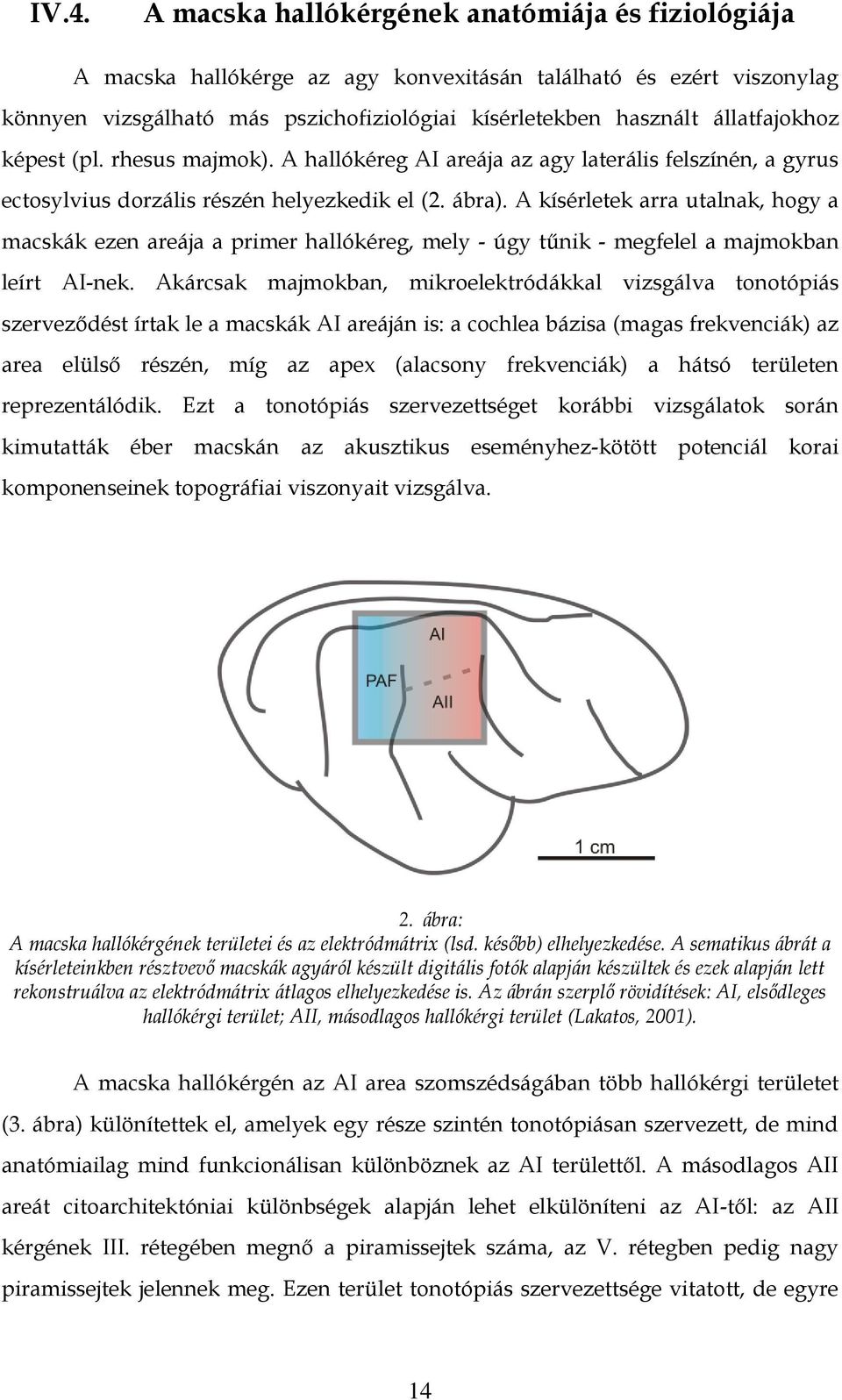 A kísérletek arra utalnak, hogy a macskák ezen areája a primer hallókéreg, mely - úgy tűnik - megfelel a majmokban leírt AI-nek.