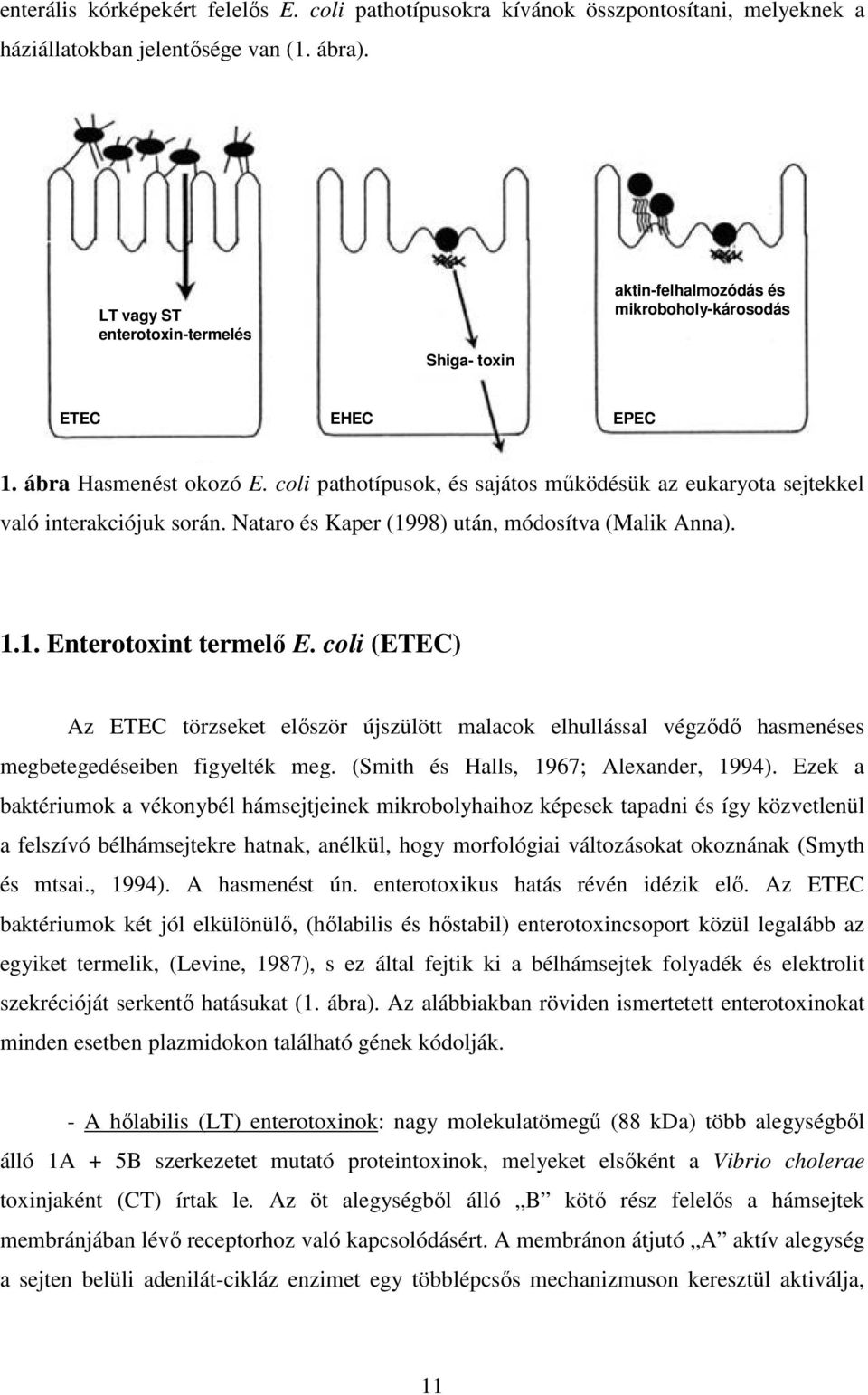 coli pathotípusok, és sajátos működésük az eukaryota sejtekkel való interakciójuk során. Nataro és Kaper (1998) után, módosítva (Malik Anna). 1.1. Enterotoxint termelő E.