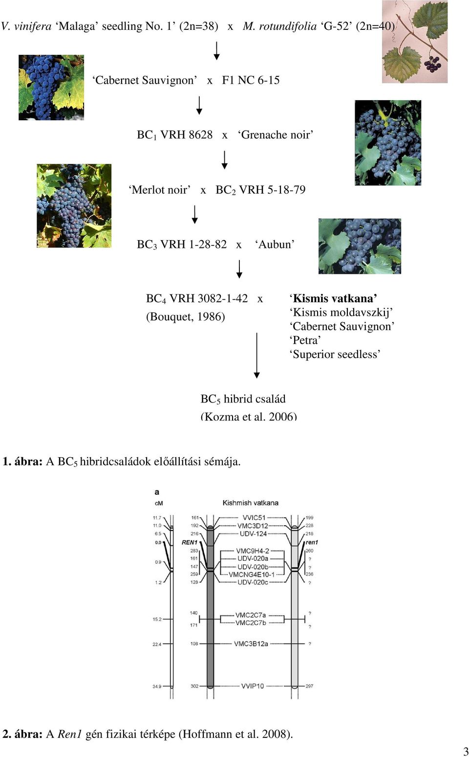5-18-79 BC 3 VRH 1-28-82 x Aubun BC 4 VRH 3082-1-42 x (Bouquet, 1986) Kismis vatkana Kismis moldavszkij Cabernet