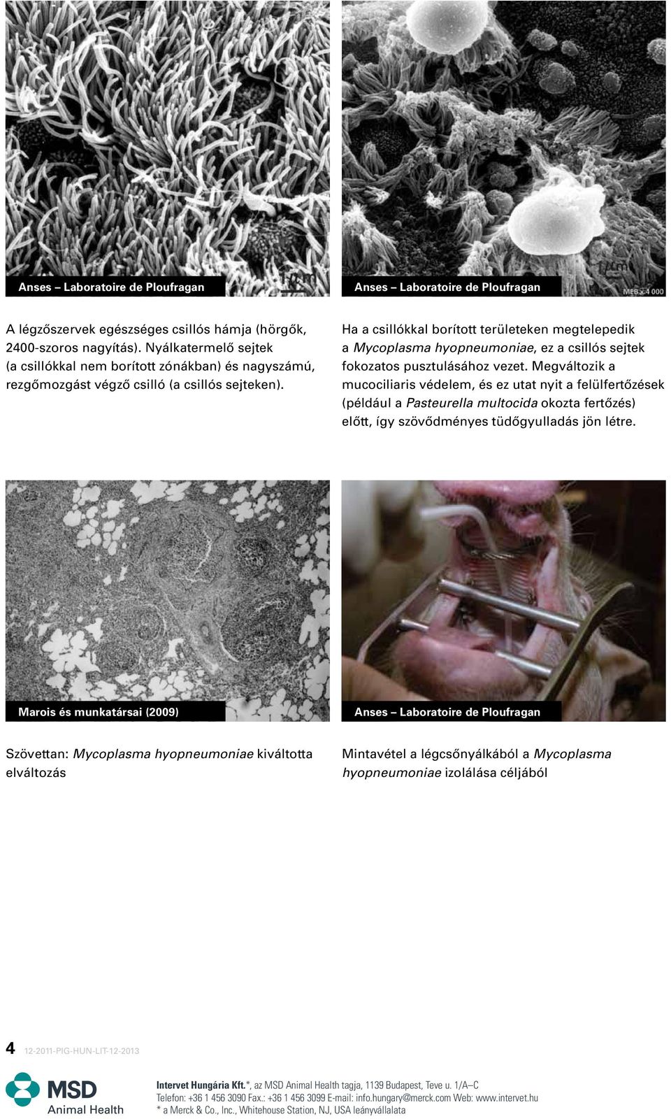 Ha a csillókkal borított területeken megtelepedik a Mycoplasma hyopneumoniae, ez a csillós sejtek fokozatos pusztulásához vezet.