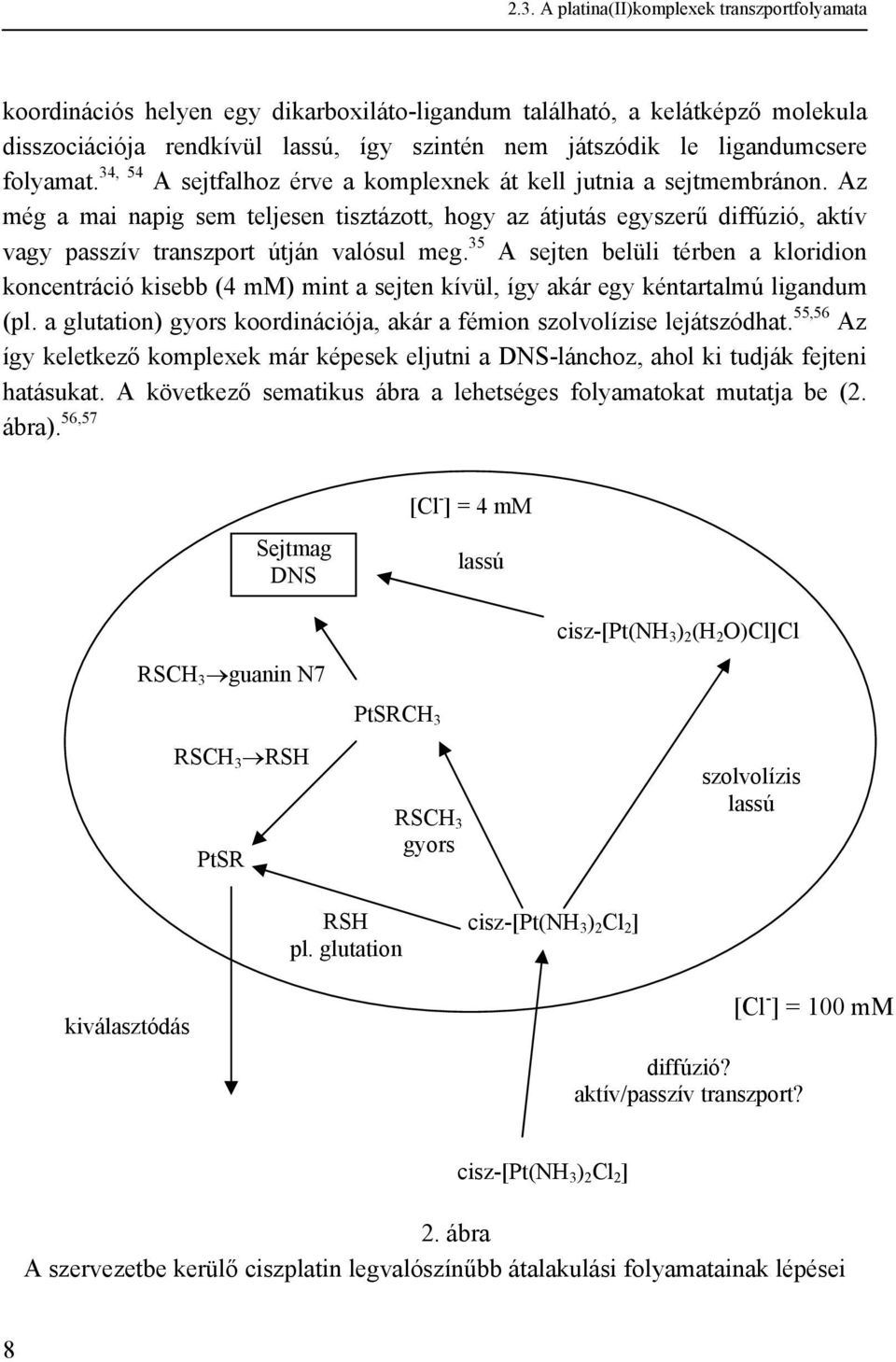 Az még a mai napig sem teljesen tisztázott, hogy az átjutás egyszerű diffúzió, aktív vagy passzív transzport útján valósul meg.