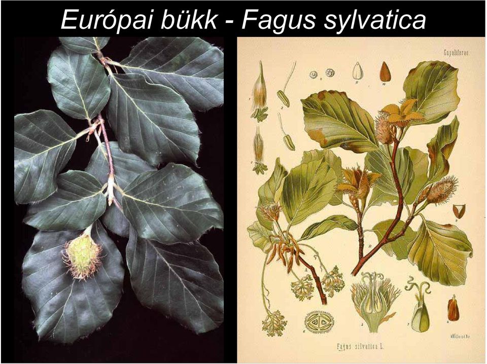 Fagus