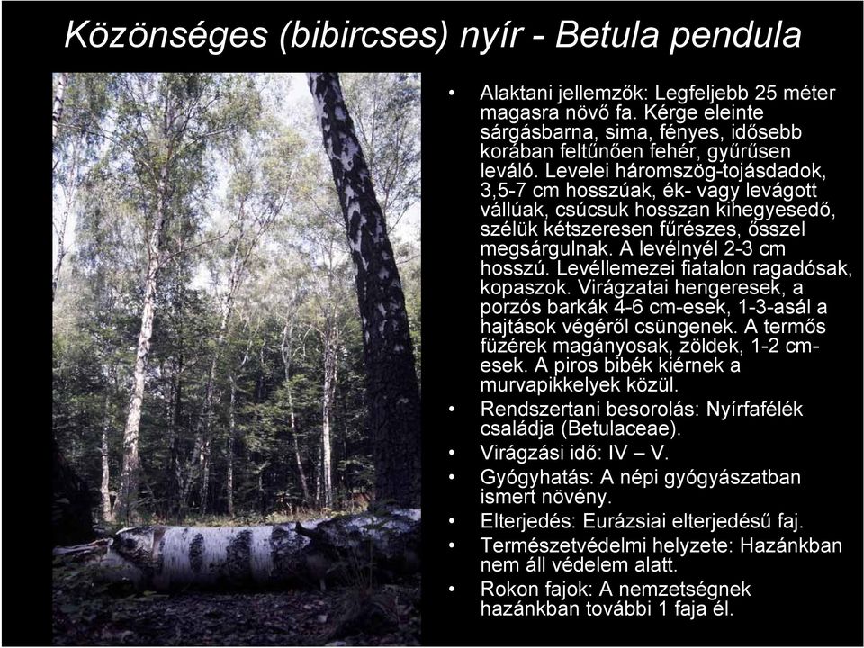 Levéllemezei fiatalon ragadósak, kopaszok. Virágzatai hengeresek, a porzós barkák 4-6 cm-esek, 1-3-asál a hajtások végéről csüngenek. A termős füzérek magányosak, zöldek, 1-2 cmesek.