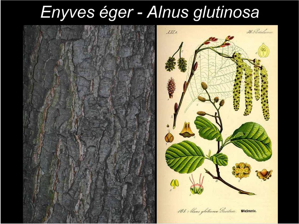 Alnus