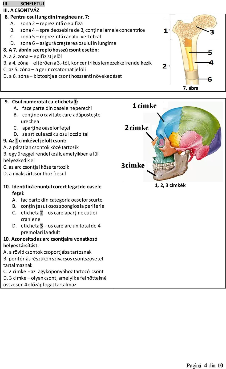 -tól, koncentrikus lemezekkel rendelkezik C. az 5. zóna a gerinccsatornát jelöli D. a 6. zóna biztosítja a csont hosszanti növekedését 7. ábra 9. Osul numerotat cu eticheta 1: A.