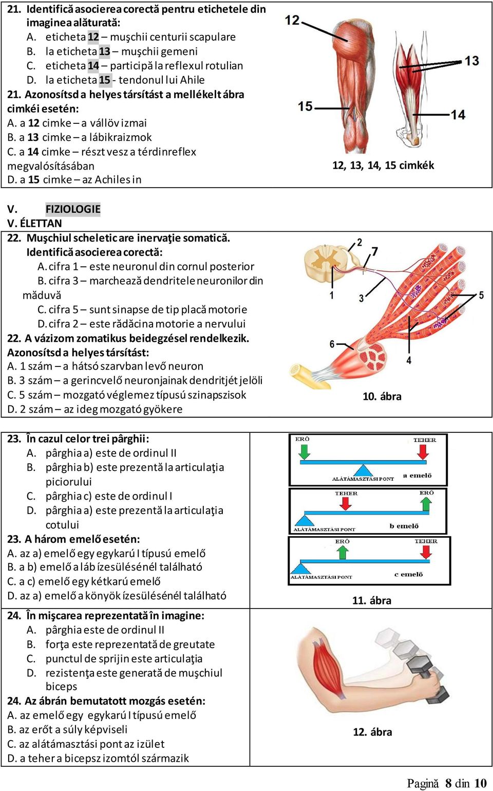 a 14 cimke részt vesz a térdinreflex megvalósításában D. a 15 cimke az Achiles in V. FIZIOLOGIE V. ÉLETTAN 22. Muşchiul scheletic are inervaţie somatică. Identifică asocierea corectă: A.