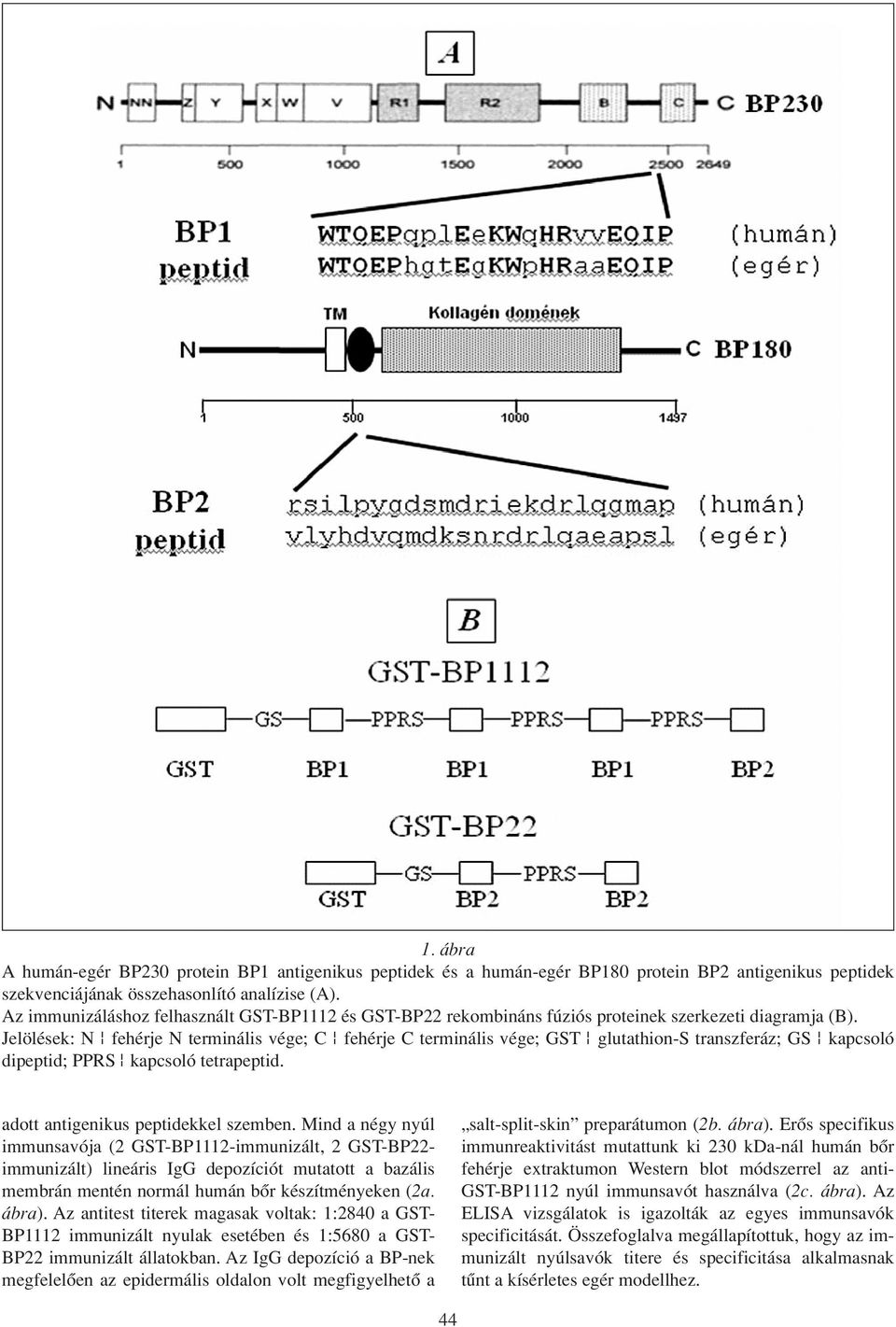 Jelölések: N - fehérje N terminális vége; C - fehérje C terminális vége; GST - glutathion-s transzferáz; GS - kapcsoló dipeptid; PPRS - kapcsoló tetrapeptid. adott antigenikus peptidekkel szemben.