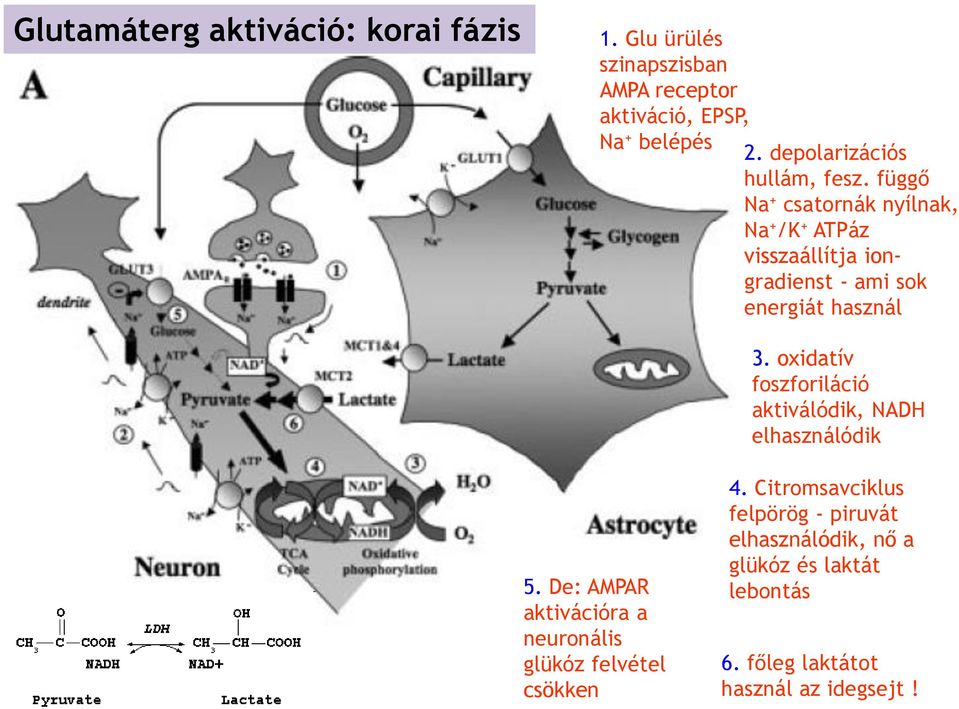 függő Na + csatornák nyílnak, Na + /K + ATPáz visszaállítja iongradienst - ami sok energiát használ 3.