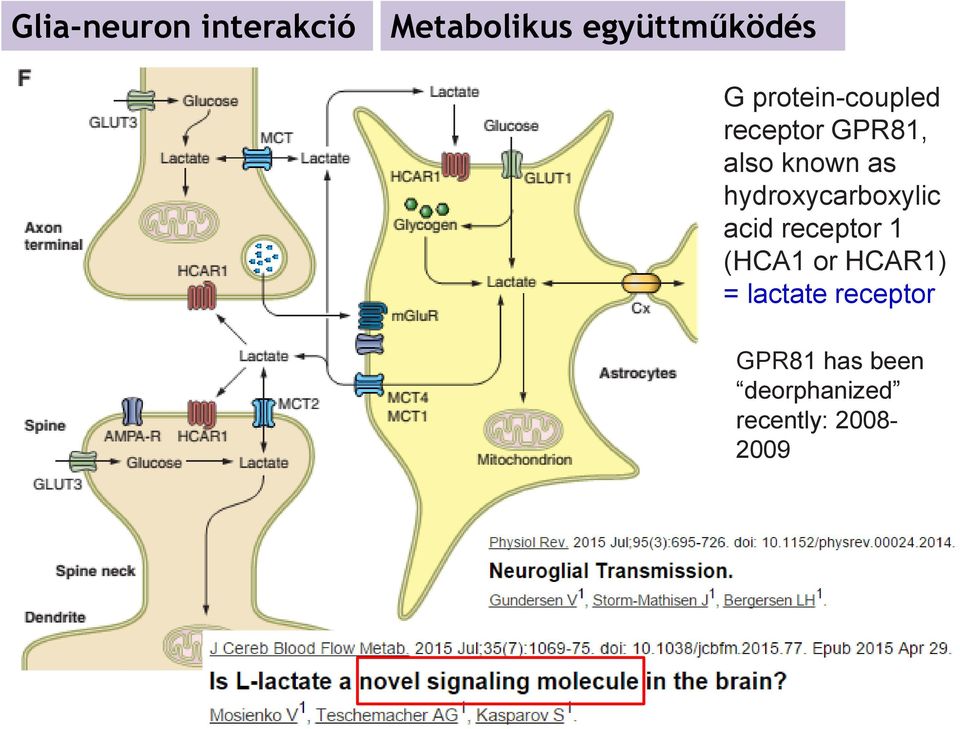 hydroxycarboxylic acid receptor 1 (HCA1 or HCAR1) =