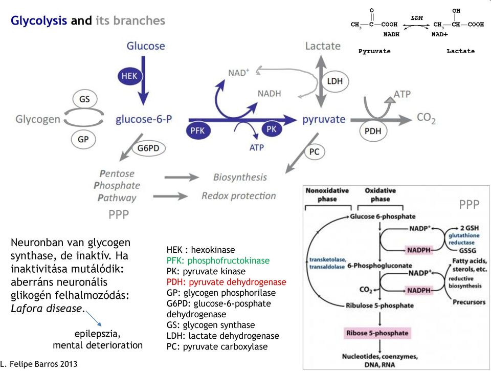 epilepszia, mental deterioration HEK : hexokinase PFK: phosphofructokinase PK: pyruvate kinase PDH: pyruvate