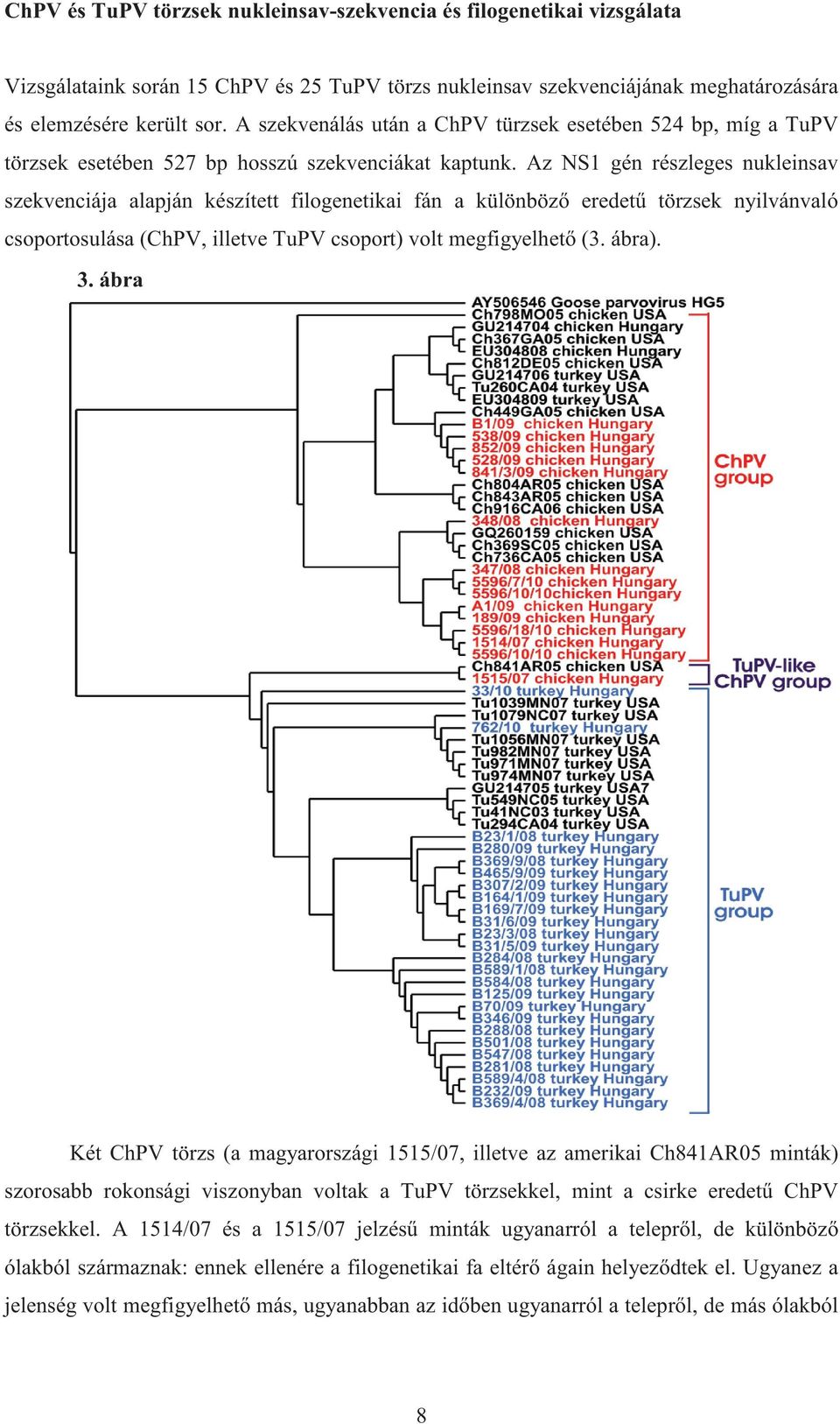 Az NS1 gén részleges nukleinsav szekvenciája alapján készített filogenetikai fán a különböz eredet törzsek nyilvánvaló csoportosulása (ChPV, illetve TuPV csoport) volt megfigyelhet (3. ábra). 3.