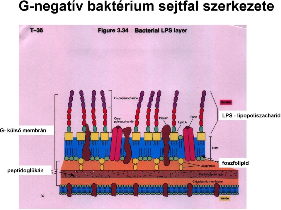 lipopoliszacharid G- külső