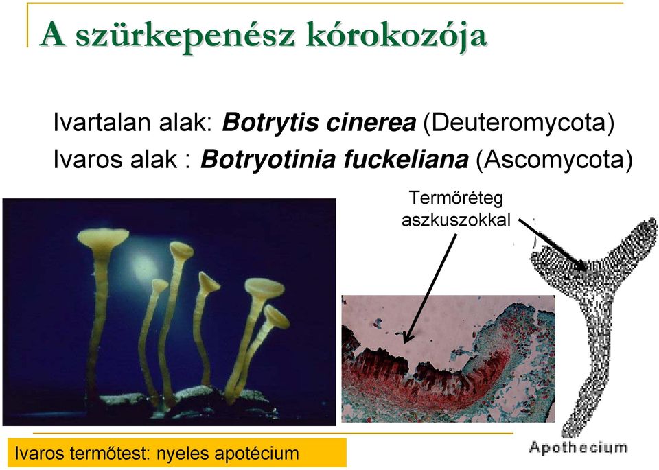 alak : Botryotinia fuckeliana (Ascomycota)