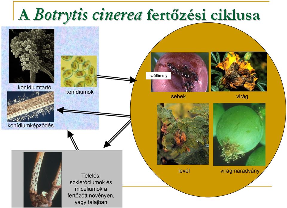konídiumképződés Telelés: szkleróciumok és