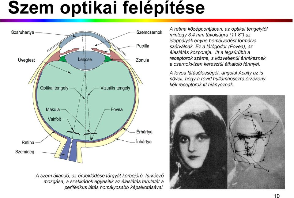 Itt a legsűrűbb a receptorok száma, s közvetlenül érintkeznek a csarnokvízen keresztül áthatoló fénnyel.