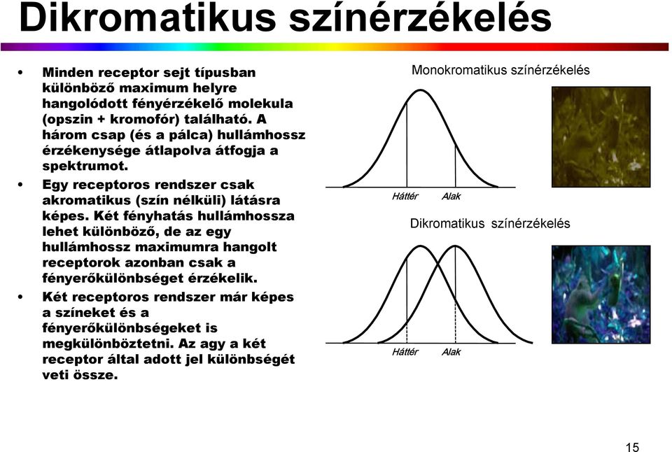 Két fényhatás hullámhossza lehet különböző, de az egy hullámhossz maximumra hangolt receptorok azonban csak a fényerőkülönbséget érzékelik.