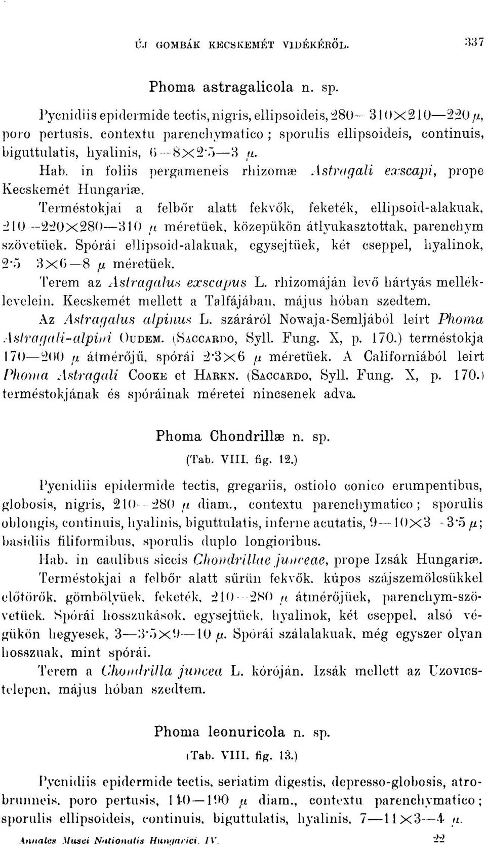 in foliis pergameneis rhizomae Astragali exscapi, prope Kecskemét Hungáriáé.