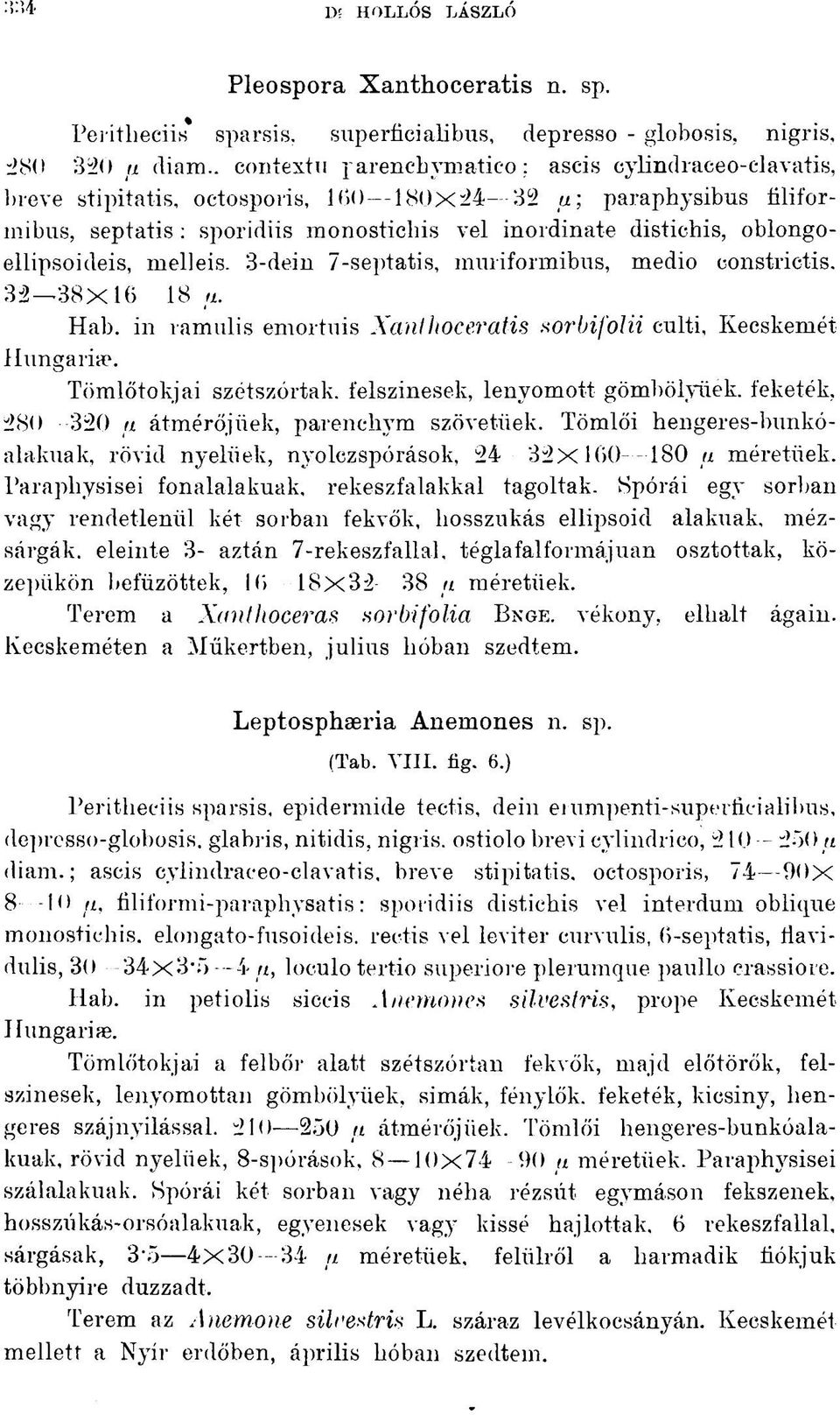 oblongoellipsoideis, mell eis. 3-dein 7-septatis, mmiformibus, medio constrictis. 32 38x16 18 u. Hab. in ramulis emortuis Xanthoceratis sorbifolii culti. Kecskemét Hungáriáé.
