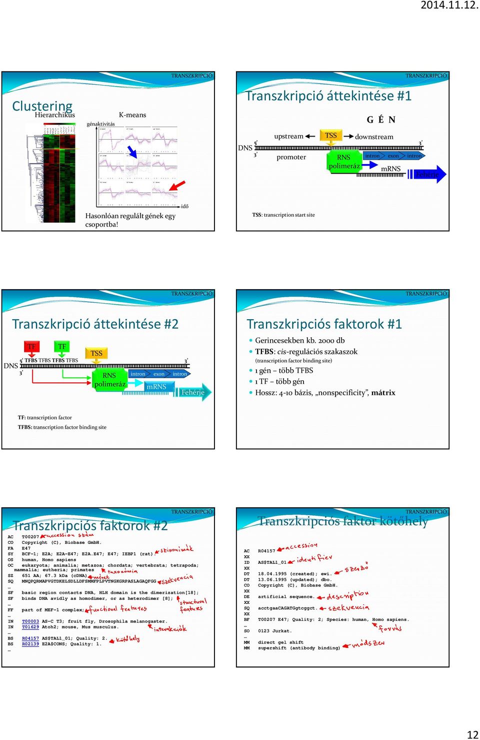 idő TSS: transcription start site Transzkripció áttekintése #2 TF TF TSS 5 TFBS TFBS TFBS TFBS 3 DNS 3 RNS intron exon intron polimeráz mrns Fehérje Transzkripciós faktorok #1 Gerincesekben kb.