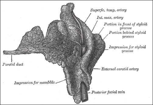 J. oldali parotis Posterior és mély