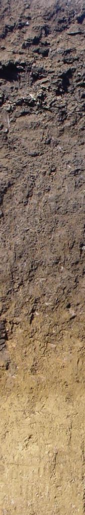 A talajszelvény szerkezete 10 20 30 A szint, vagy feltalaj, morzsás szerkezetű, színe sötétebb, ami a szervesanyag jelenlétére utal.