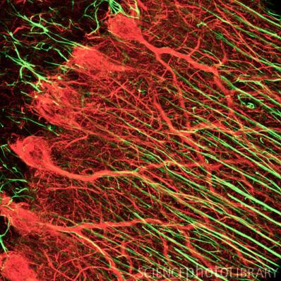 Neurotranszmitter/neuromodulátor receptorok - szinte minden receptort expresszálnak, amit a neuronok: