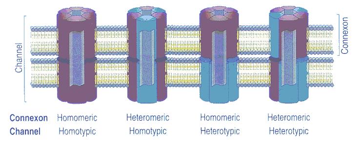 Gap junctions http://www.unmc.