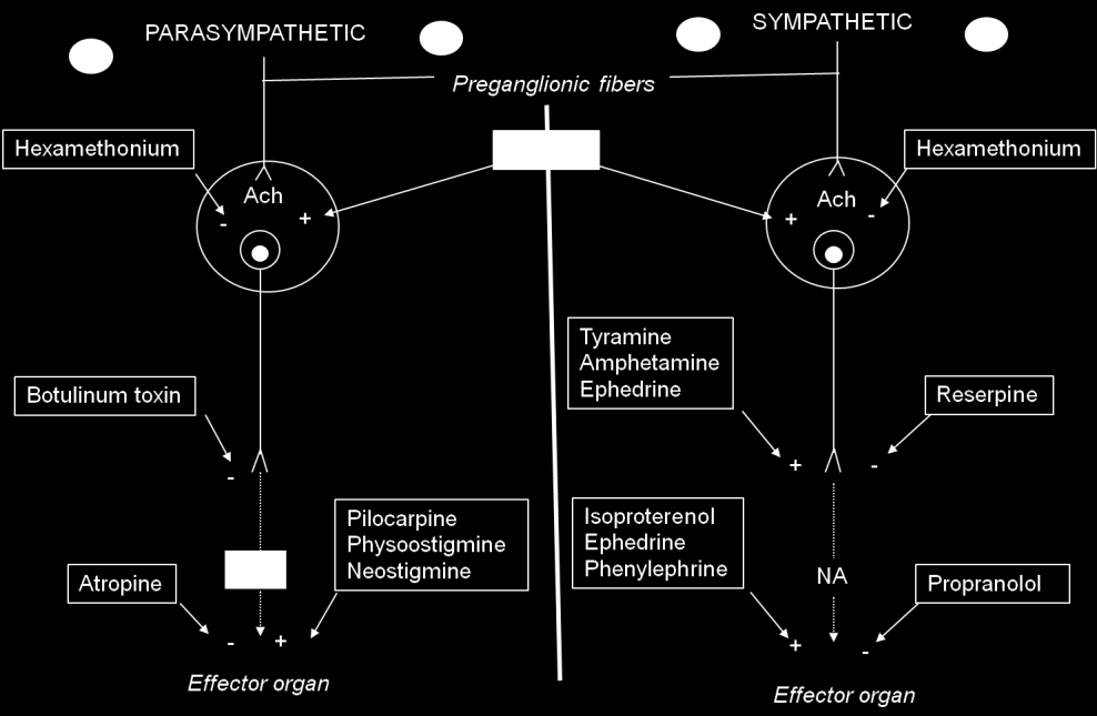 A PERIFÉRIÁS IDEGRENDSZER MEDIKÁCIÓ A PARASYMPATHICUS és SYMPATHICUS rendszerre ható anyagok támadáspontjai PARASYMPATHICUS SYMPATHICUS 29 A PERIFÉRIÁS IDEGRENDSZER KLINIKUM Páciens: 48 éves nő