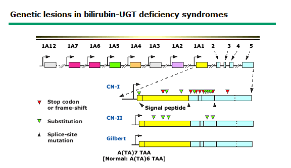 A bilirubin-anyagcsere zavarai Gilbert, Crigler Najjar I., II: Dubin-Johnson sy.