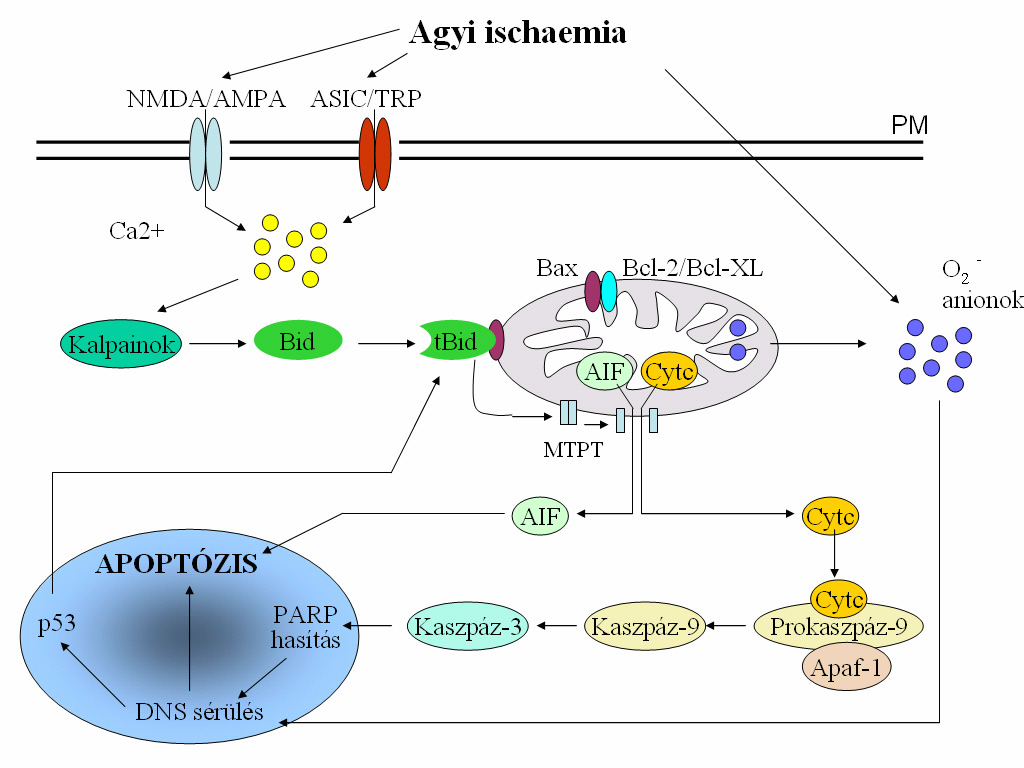 2.2. ábra: A külső apopototikus szignalizáció az agyi ischaemiát követően (Broughton és mtsai, 2009 után) 2.