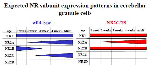 Irányított mutációk saját eredmény: NR2B/2C egértörzs - NR2C génbe