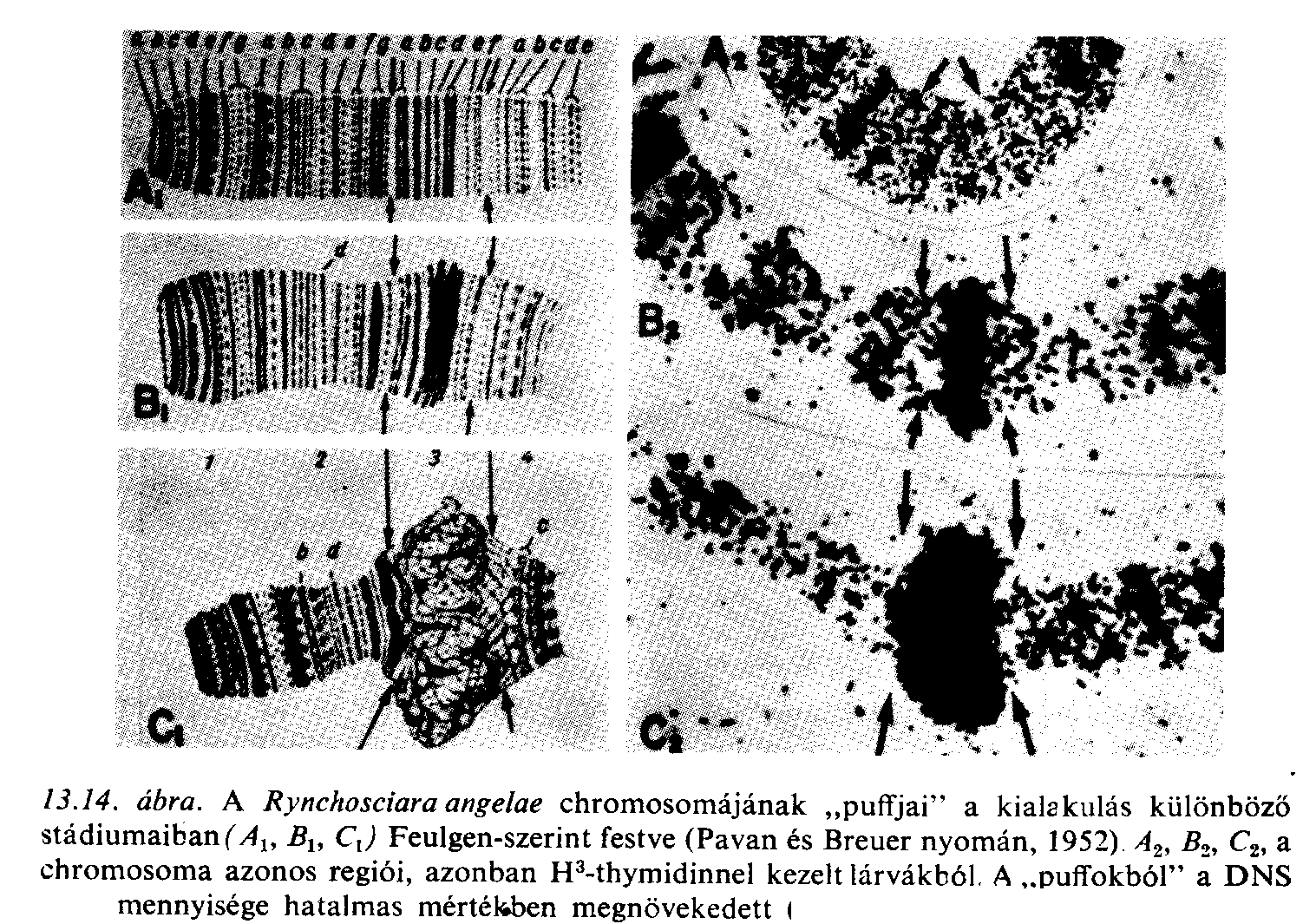 A nukleoszómák gyöngysor-kötegeket alkotnak Az aktív kromoszómákon gyakran vannak