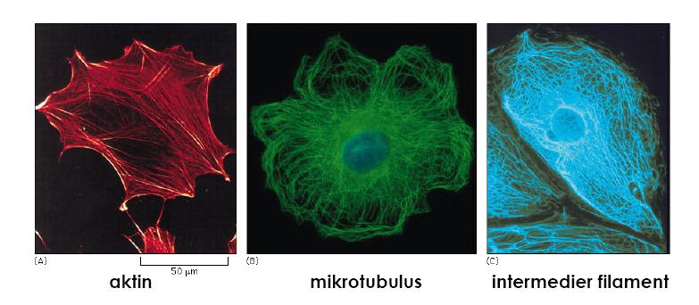 Citoszkeleton, a sejt váza A citoplazmában fehérje