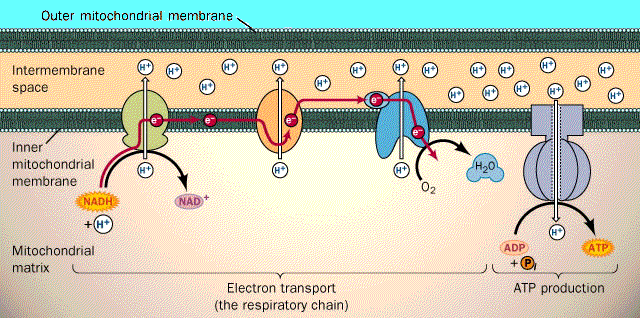 Terminális oxidáció 2. Az egyes reakció lépések energiája ATP szintézist tesz lehetővé.