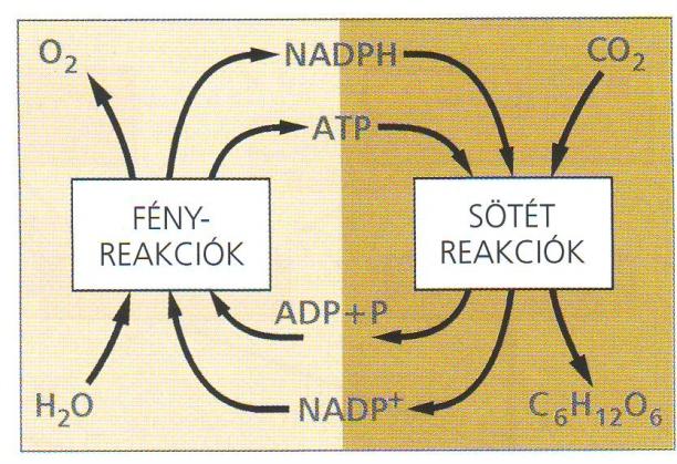 A fotoszintézis