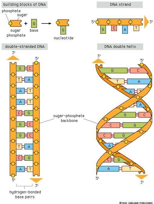 A DNS molekula szerkezete II.