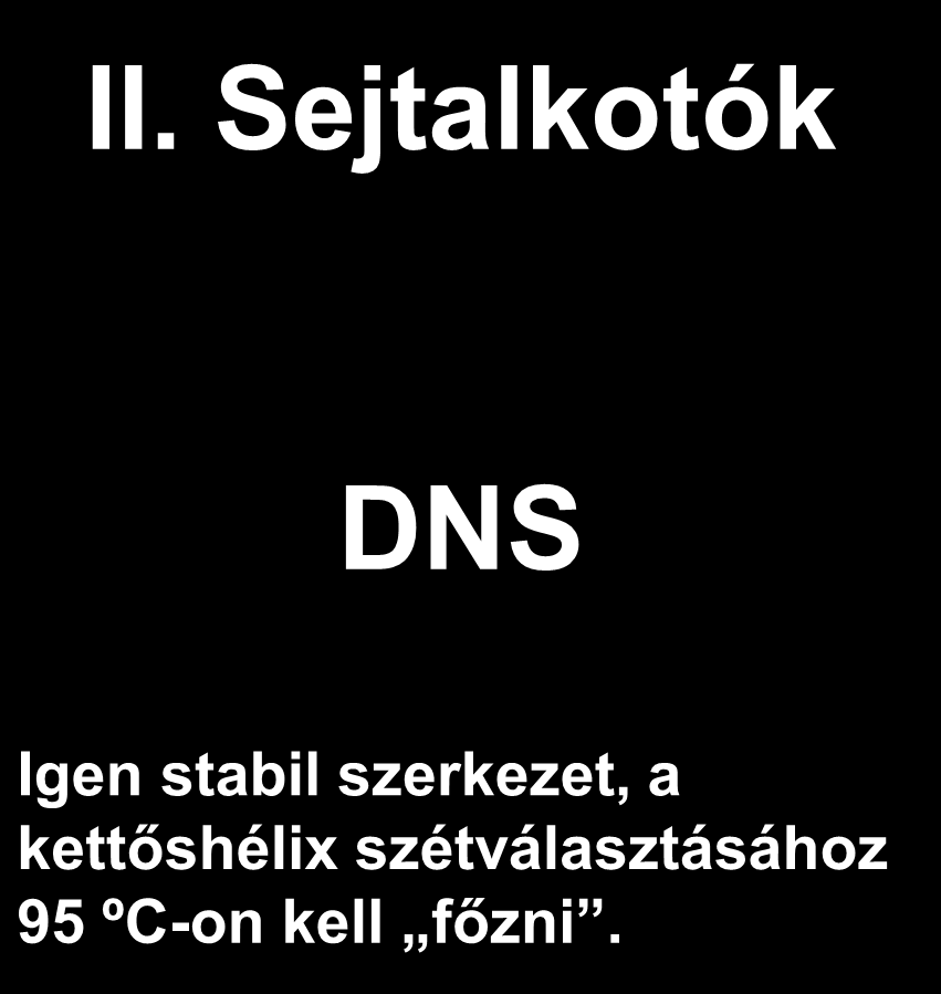 Dupla DNS szál Nukleotid DNS kettős hélix DNS Igen stabil szerkezet,